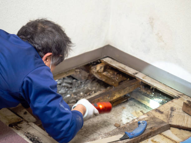 Best Office Mold Removal Services  in Milaca, MN