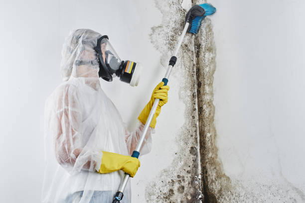 Best Certified Mold Removal  in Milaca, MN