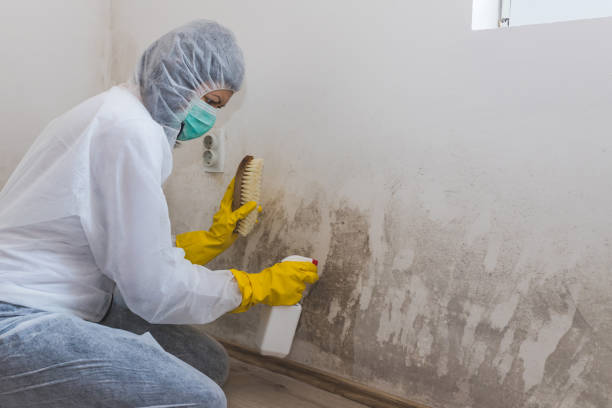 Best Mold Removal and Inspection  in Milaca, MN