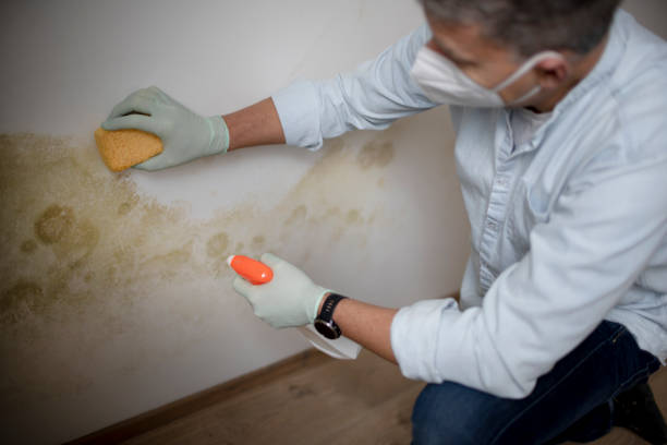 Best Fast Mold Removal  in Milaca, MN